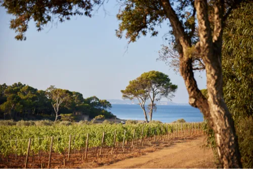 Vineyard picnic and wine tasting flight